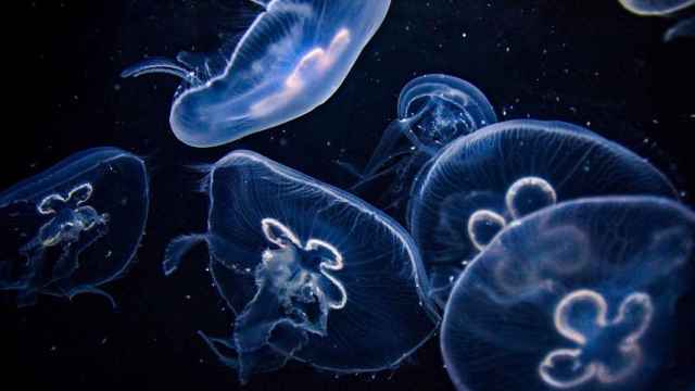 Primeros auxilios ante una picadura de medusa