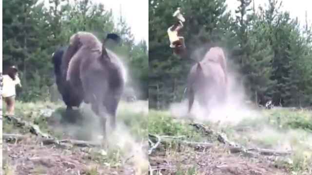 El impactante vídeo de un bisonte embistiendo a una niña de 9 años
