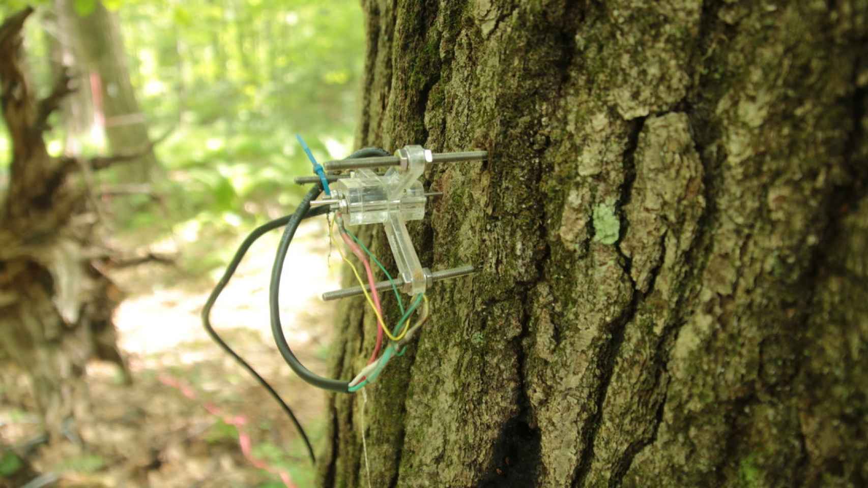 El dendrómetro rastrea la forma en que el tronco y las ramas se hinchan o contraen.