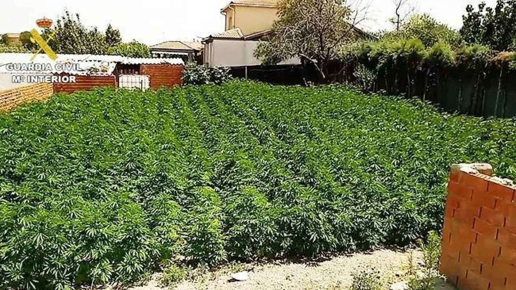 Plantación de marihuana en una casa okupada en Palomeque