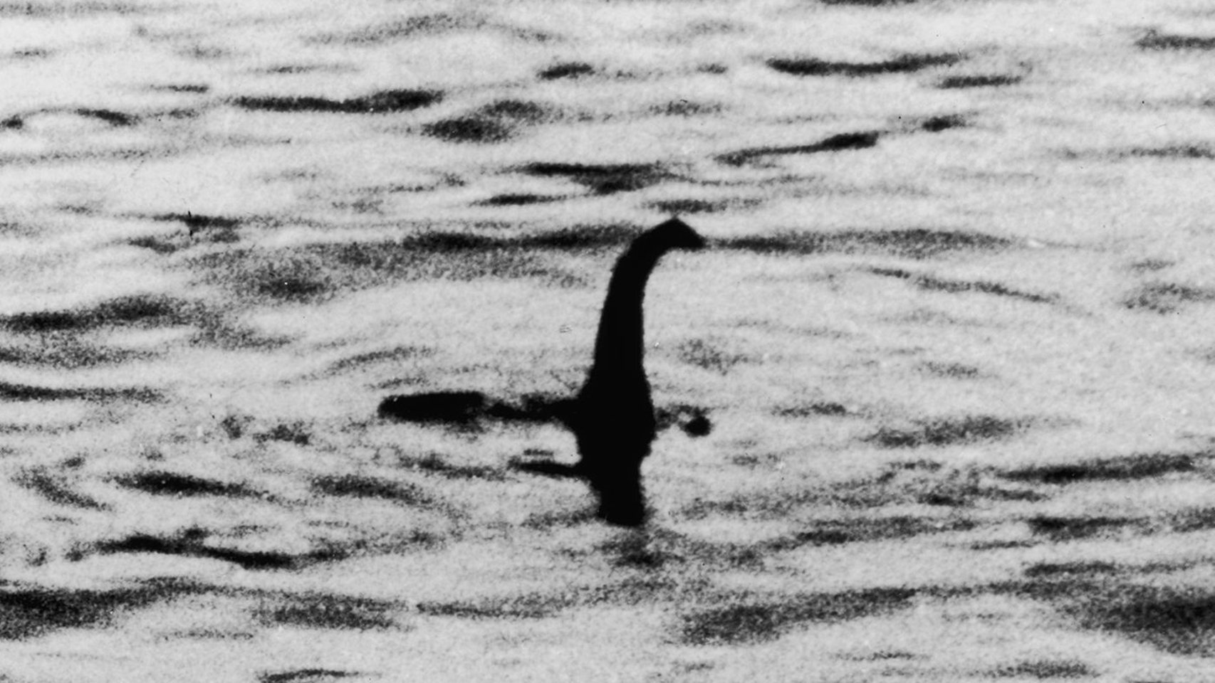 Adiós al misterio: esta es la criatura que se esconde tras el monstruo del Lago  Ness