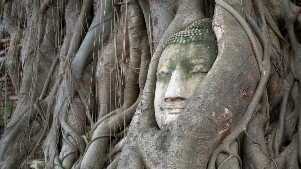 Cabeza de Buda en el Árbol Sagrado de Bodhi.