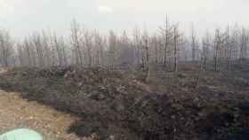 Grandes extensiones de bosque se han quemado por completo