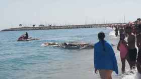Bañistas observan a la ballena en Mataró