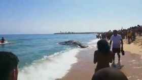 Una ballena varada impide el baño en Mataró