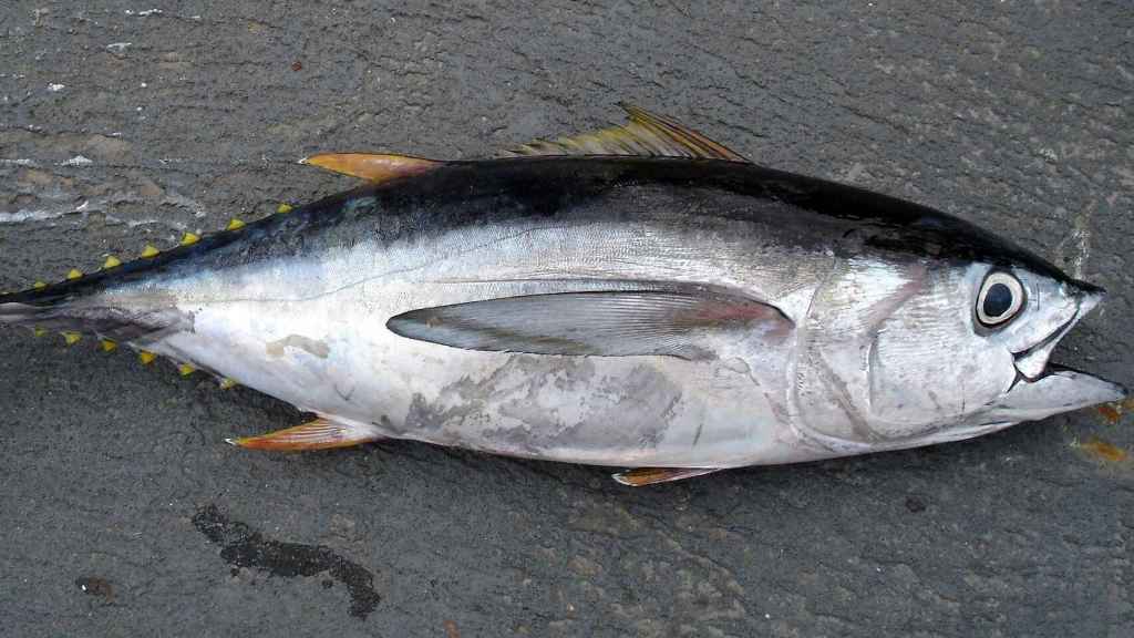 El atún es considerado como un pescado azul por contener un 12% de grasas.