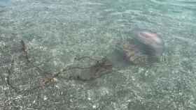 La medusa apareció en la playa de Manilva, en Málaga, este lunes.