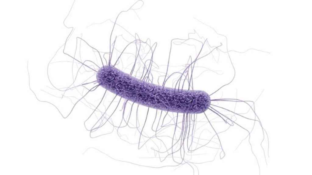 Representación de la bacteria 'Clostridium difficile'