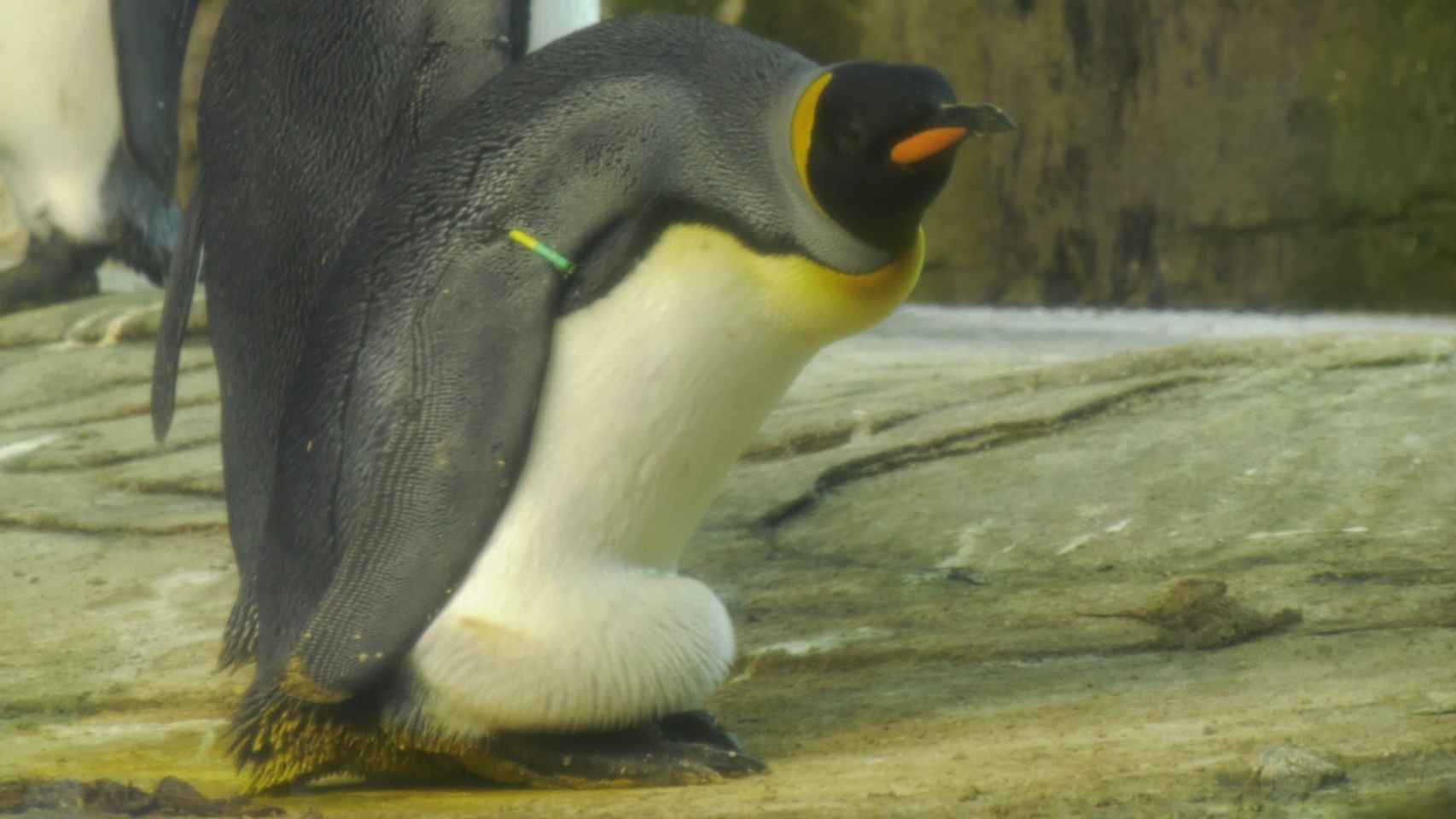 Uno de los pingüinos, incubando.