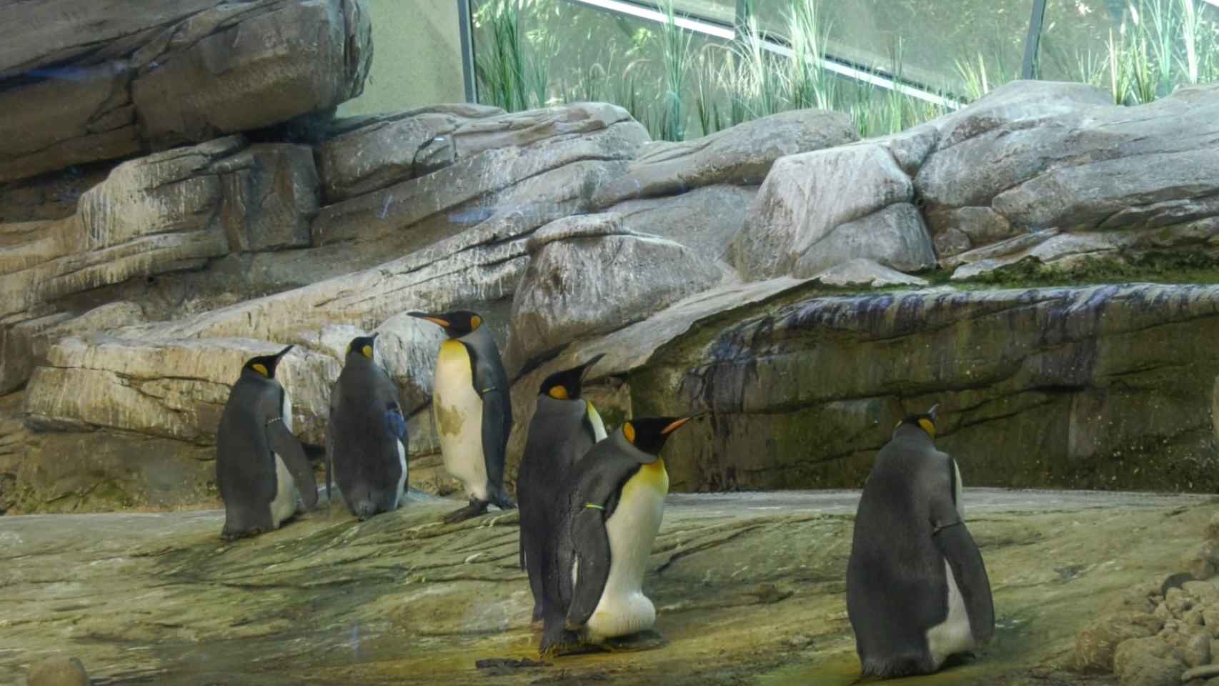 Los pingüinos suelen ser muy protectores con los huevos que incuban.