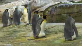 La pareja de pingüinos machos en el zoo de Berlín.