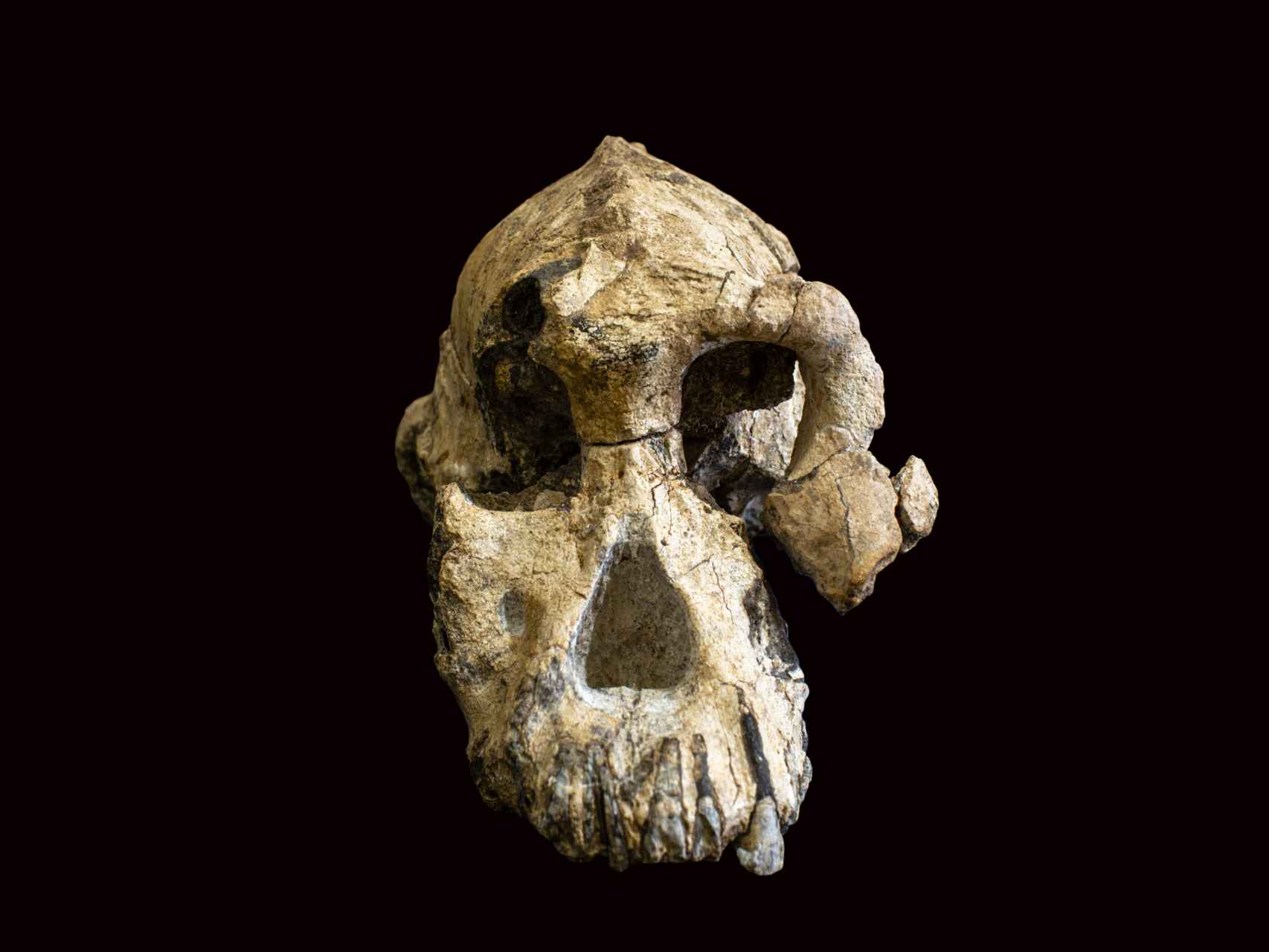 Cráneo de 'Australopithecus afarensis'