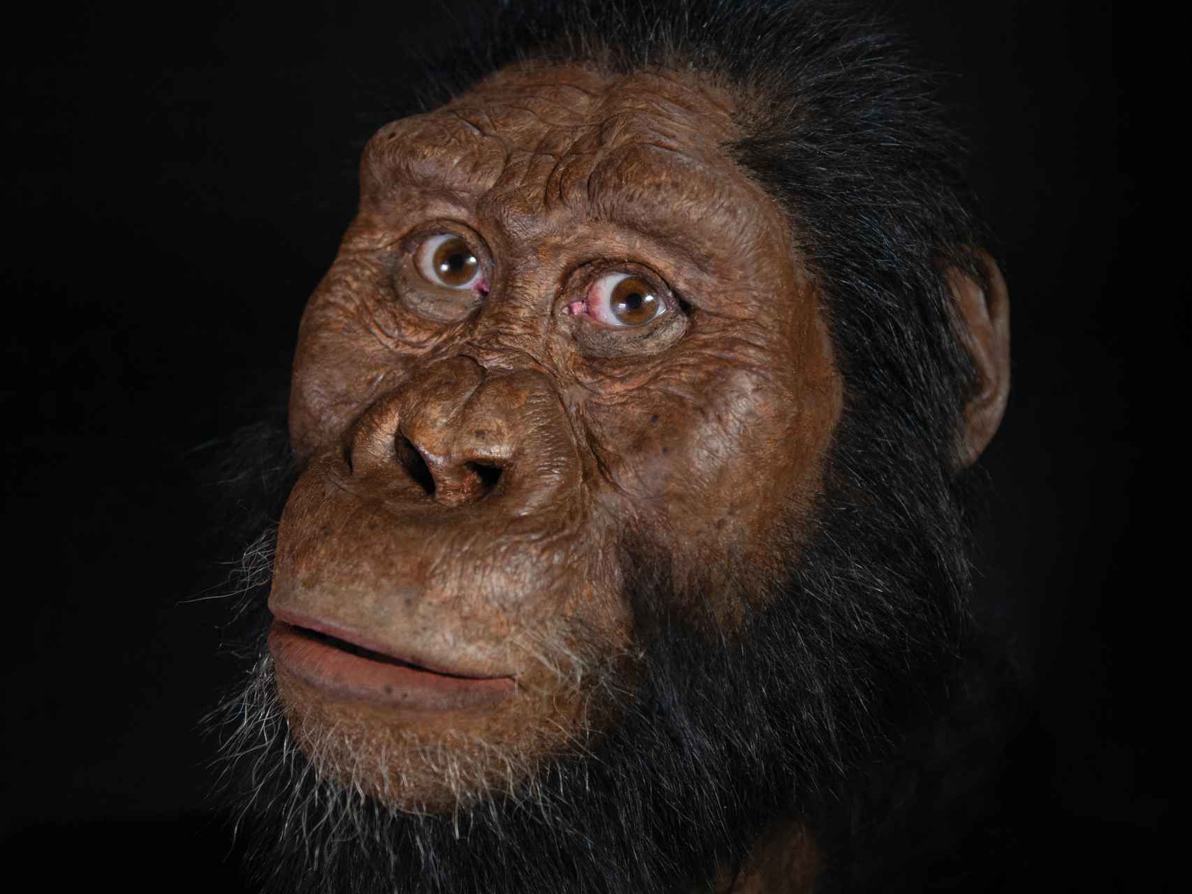 Reconstrucción facial de Australopithecus anamensis
