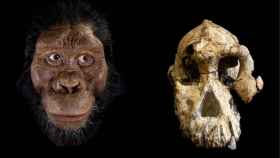 Reconstrucción facial y craneo de Australopithecus anamensis / John Gurche / Dale Omori, cortesía del Museo de Historia Natural de Cleveland