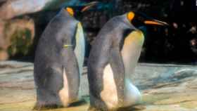 Skipper y Ping, dos machos de pingüinos rey