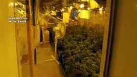 La Guardia Civil interviene 2.800 plantas de marihuana.