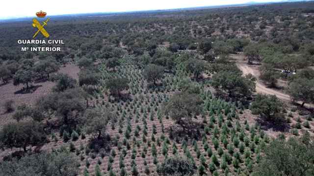 Vista aérea de la plantación en Alcuéscar, en Extremadura.