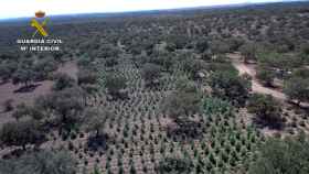 Vista aérea de la plantación en Alcuéscar, en Extremadura.