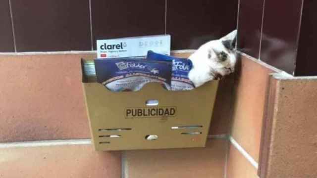 El gato fue encontrado en un buzón de publicidad en Huesca.