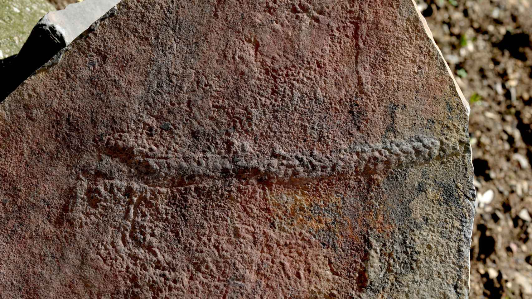 El rastro fosilizado que dejó el Yilingia spiciformis hace 550 millones de años / Virginia Tech College of Science.