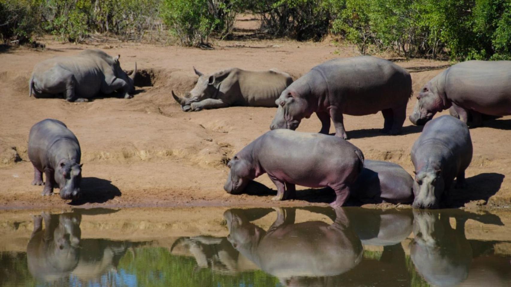 Mean land. Сафари Эсватини. Mkhaya game Reserve. Эсватини Mlilwane Lodge. Нац.парк Хлане в Эсватини.