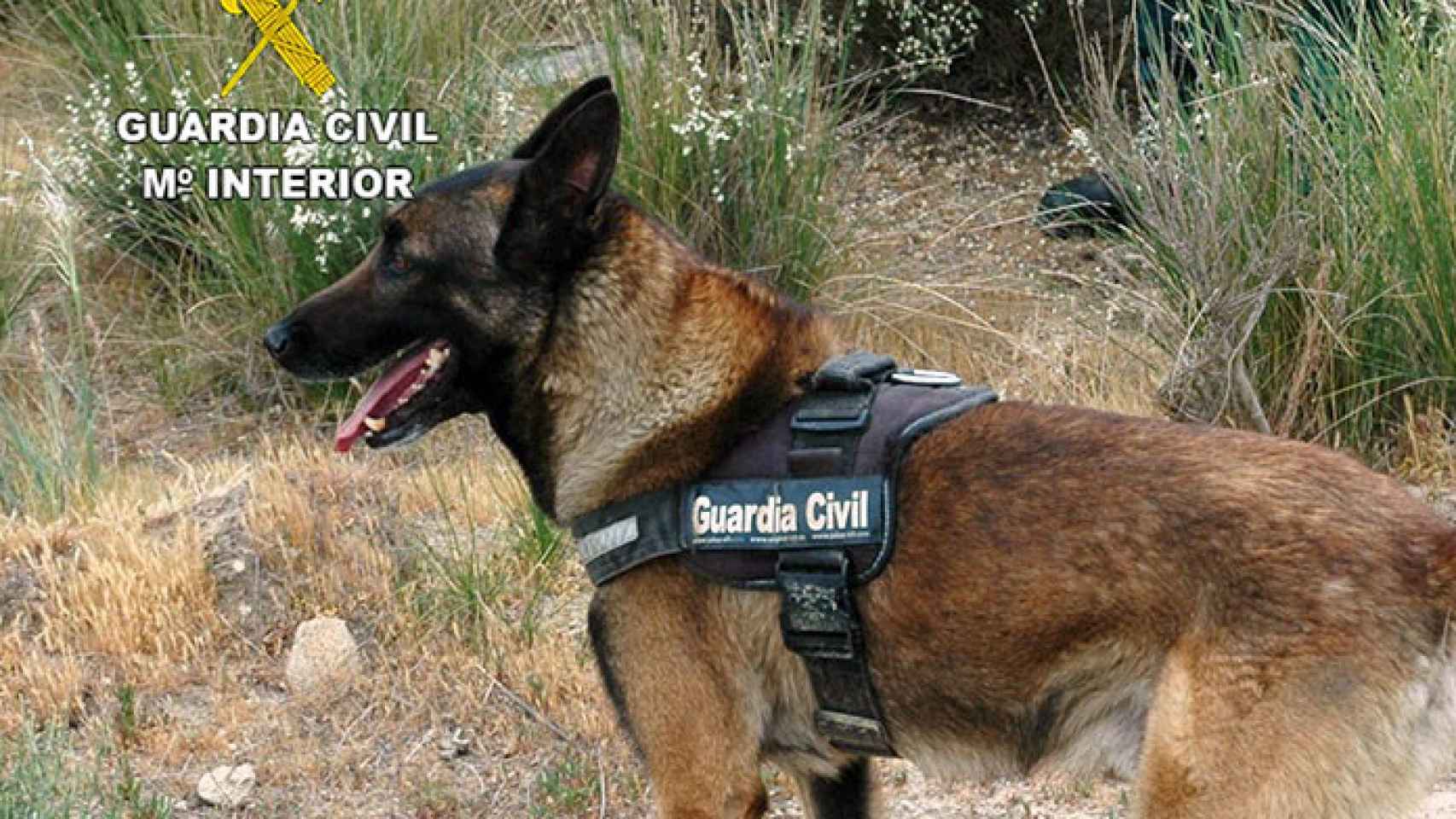 zamora guardia civil cinolog 2 perros