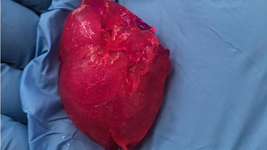 Corazón impreso en 3D.
