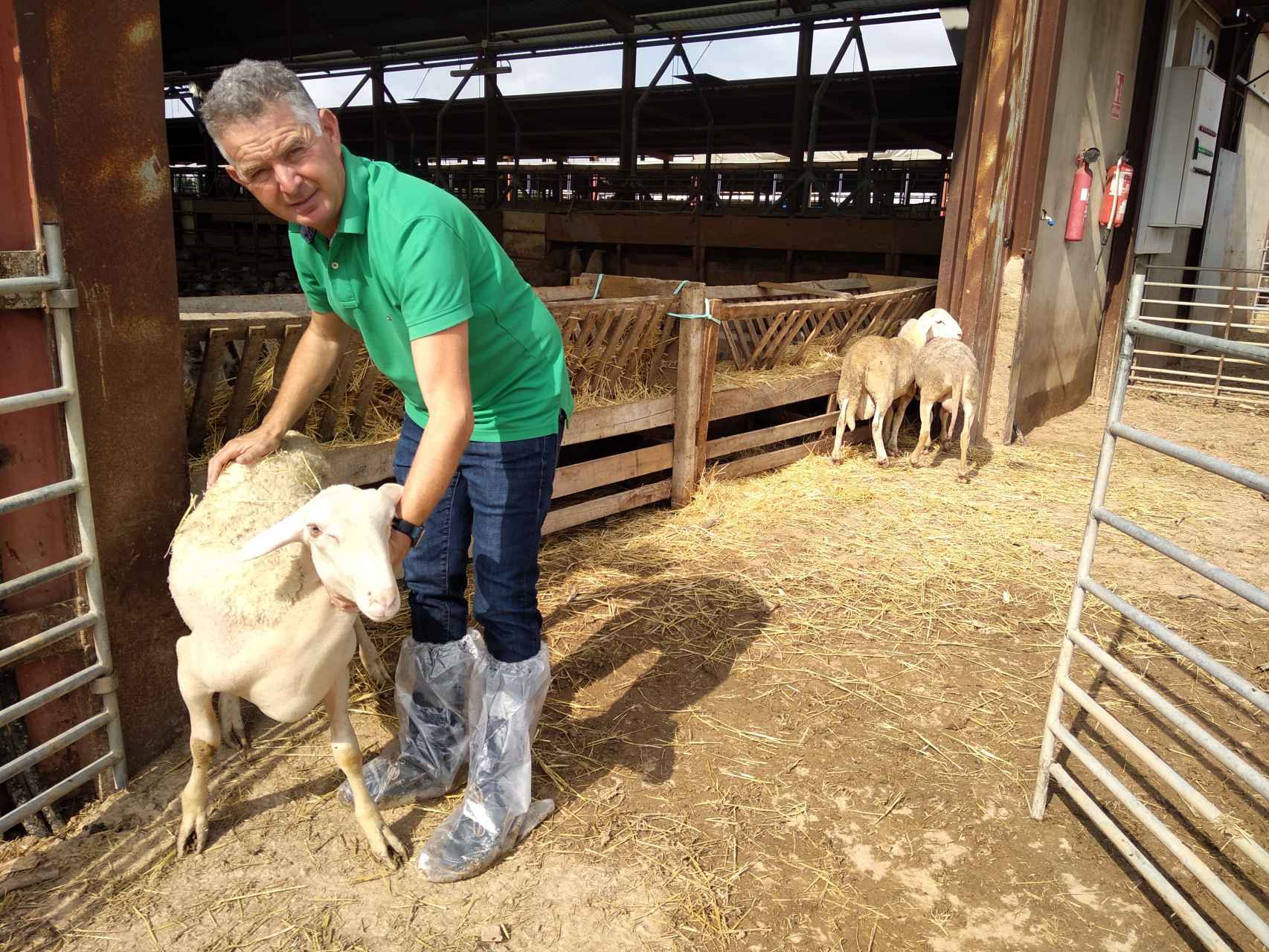 Paco 'El Chengo', nieto del fundador de la empresa, supervisando el estado de los corderos que sobrevivieron a la inundación que causó la DANA.