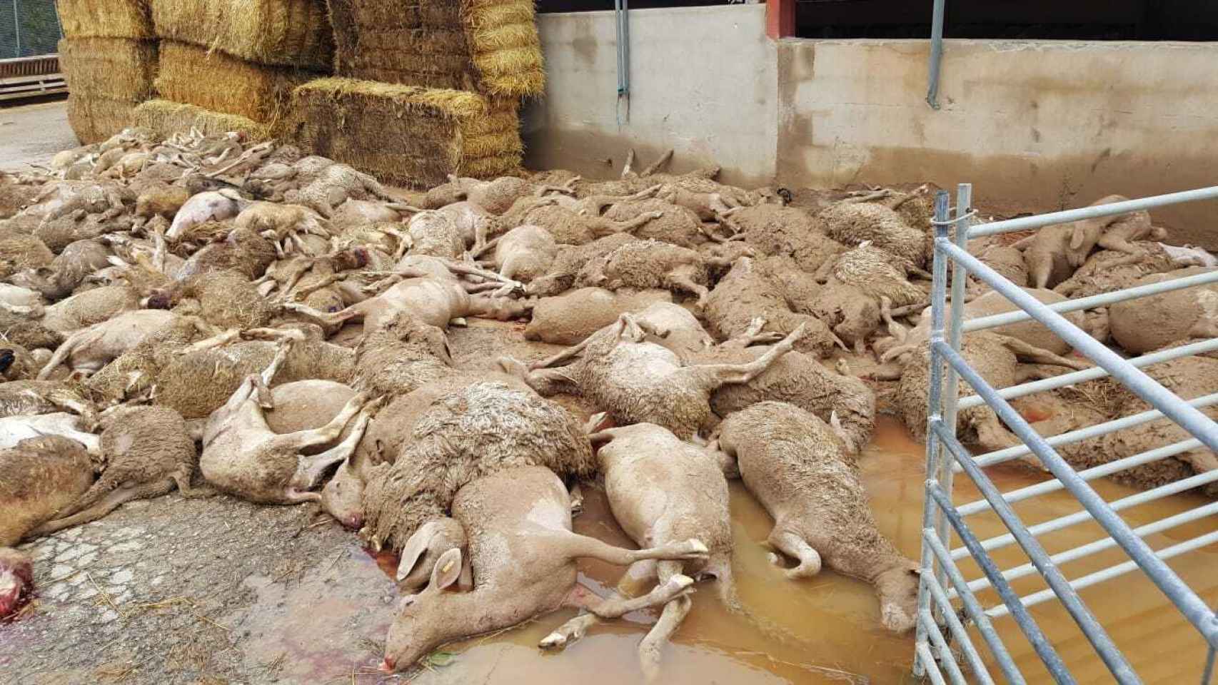 Cientos de corderos muertos por ahogamientos en el cebadero de Los Chengos .