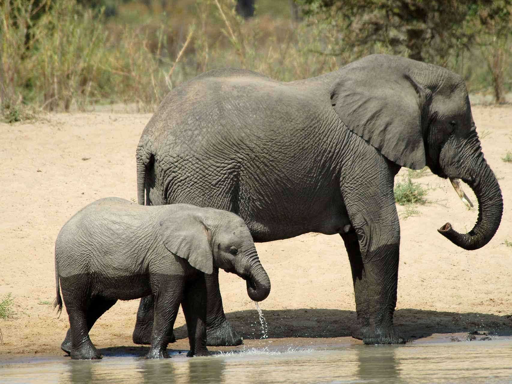 Los elefantes, sueltos en su hábitat natural, nos dejarán fascinados .