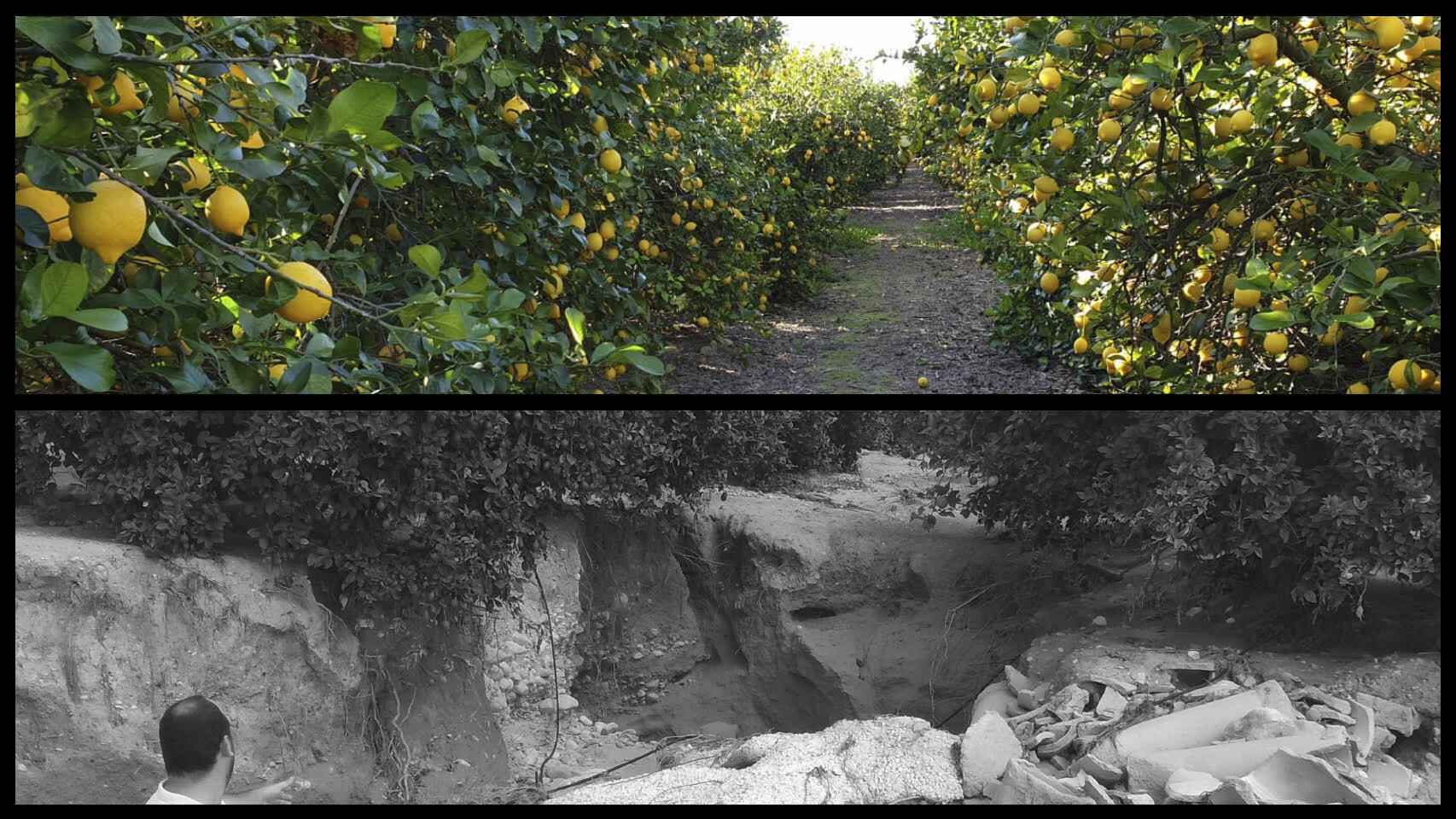 El antes y el después de la finca de pomelos de 'Los Coloraos' tras el paso de la DANA.