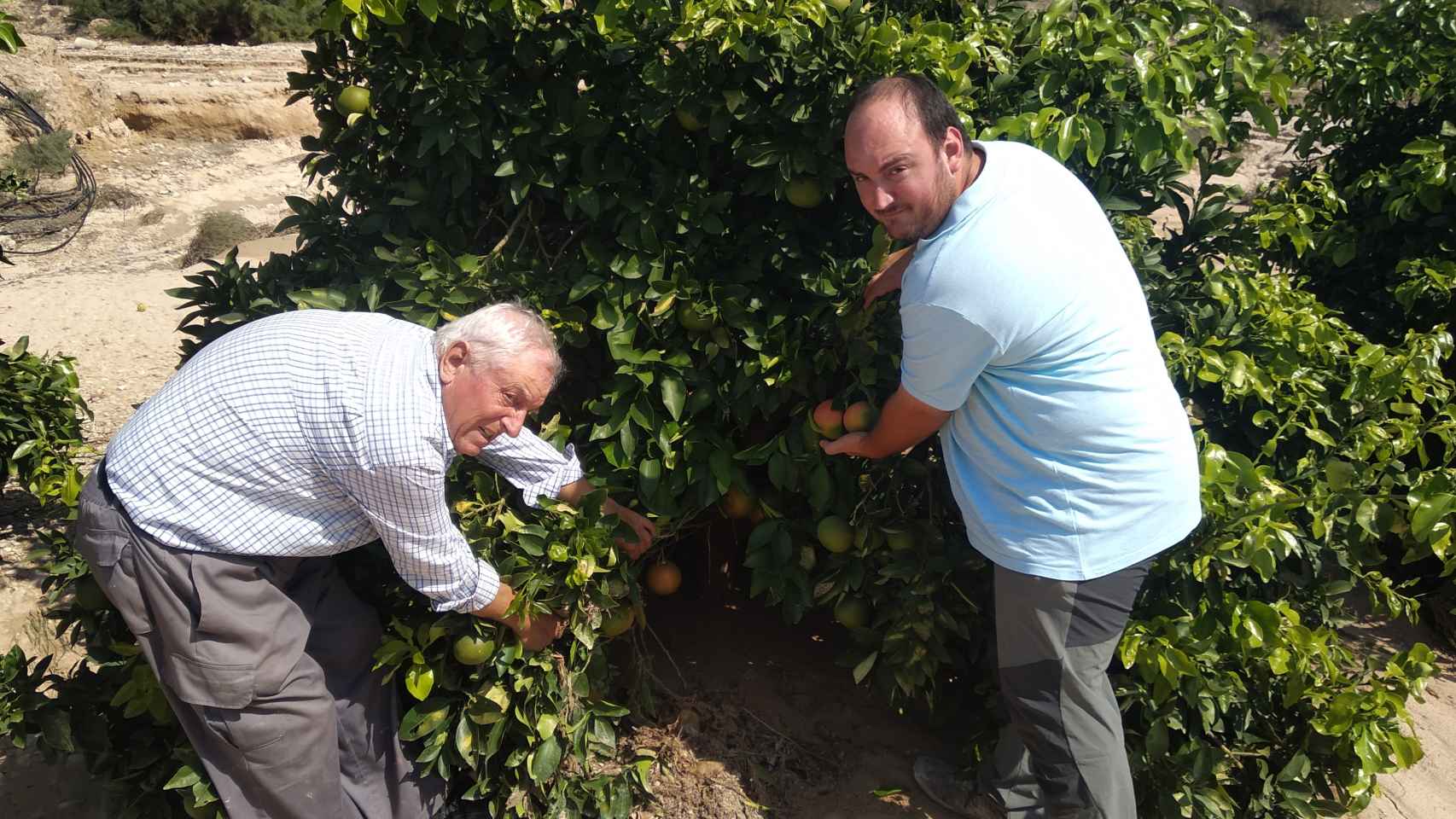 Pedro Antonio junto a su padre, Pedro, conocido como Perico 'El Colorao', examinando el estado de los pomelos después del paso de la DANA.