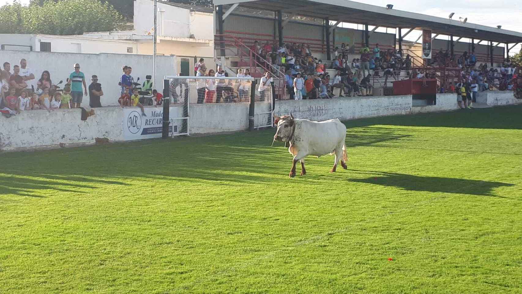La primera edición de la Caca de la vaca del Club Deportivo Cortés. Foto: Twitter (@CD_Cortes3)