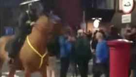 Lamentable agresión de un hooligan del Portsmouth a un caballo de la Policía