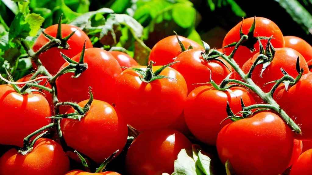 Plantar tus propios tomates puede ser una buena idea