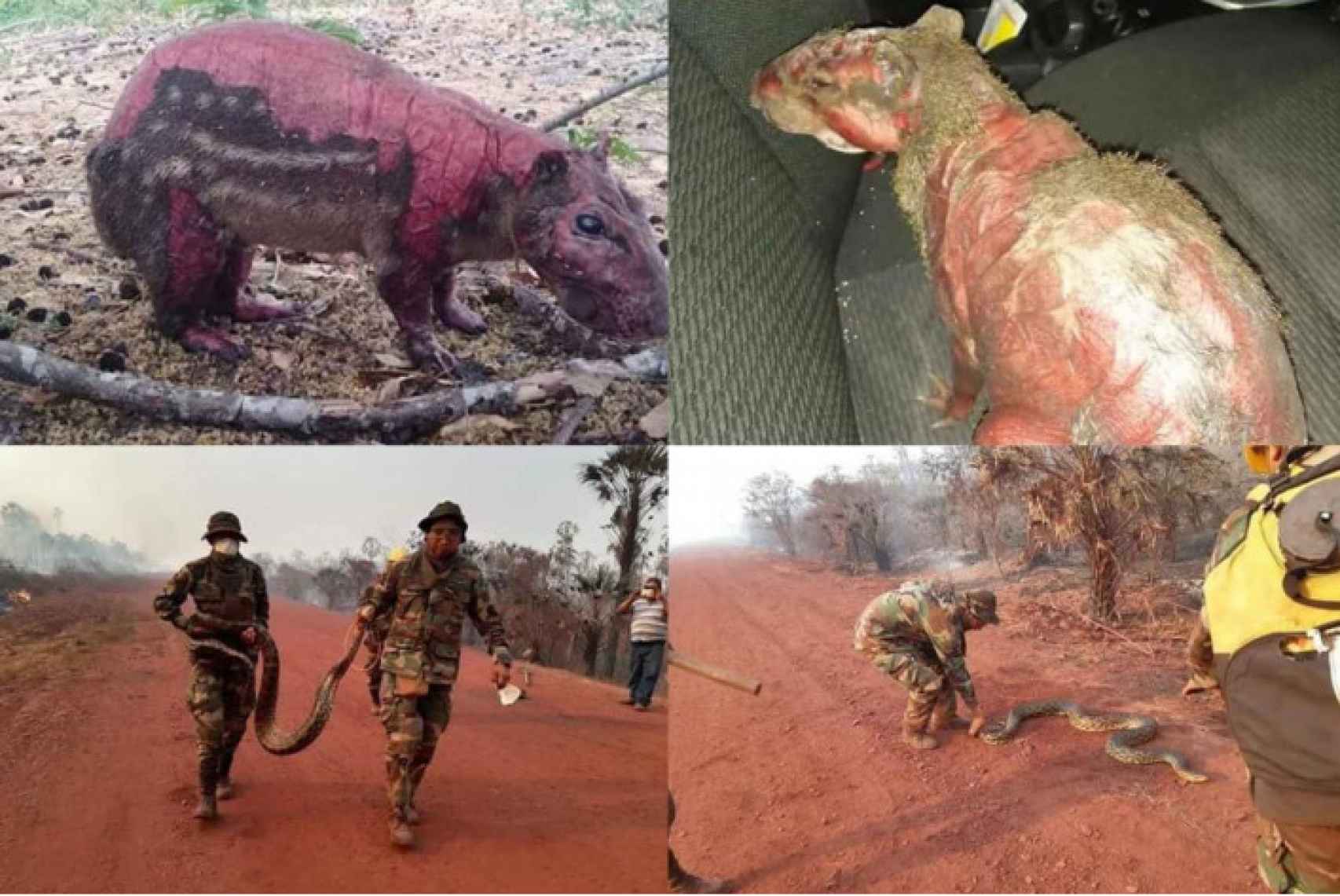 Animales quemados y efectos de los incendios impulsados por un decreto del Gobiernode  Evo Morales.