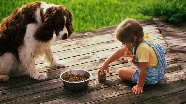 Un perro se dispone a comerse su 'rico' pienso.