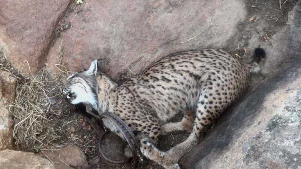 Otro de los linces murió atrapado en un cepo