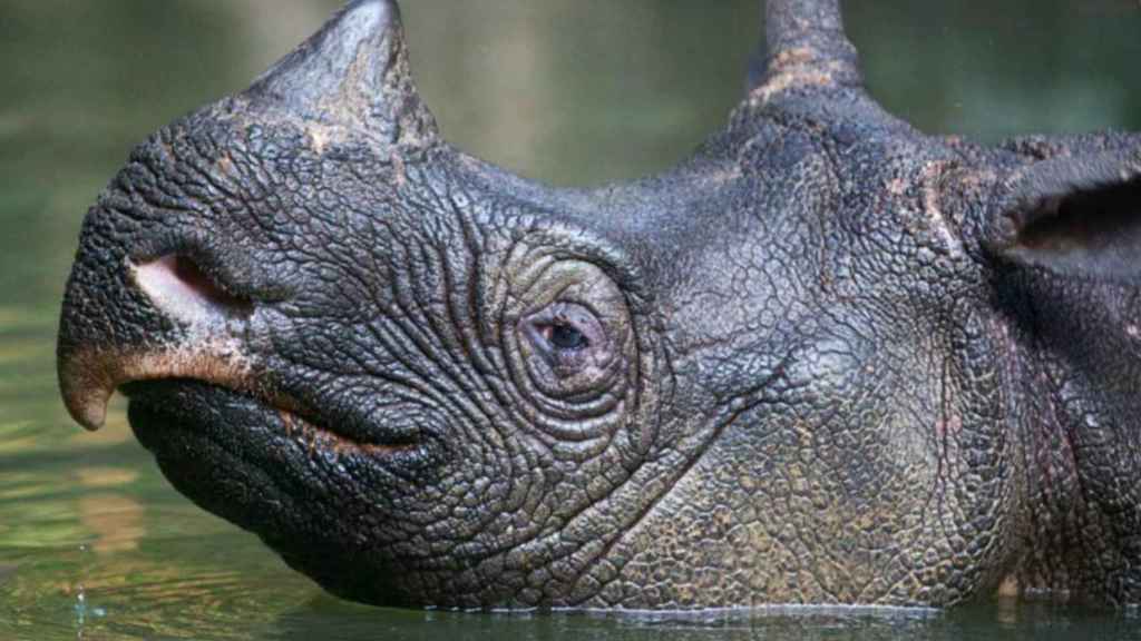 El último rinoceronte de Java del Vietnam murió a manos de los furtivos en 2010.