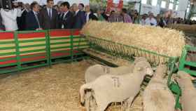 El presidente del Gobierno en funciones, Pedro Sánchez, que ha participado este jueves en la inauguración de la Feria Internacional Ganadera de Zafra (Badajoz) observa unas ovejas de raza merina.