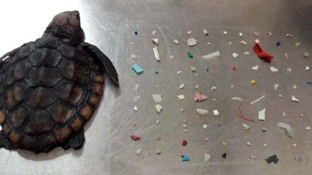 Hallan 104 trozos de plásticos en el estómago de una tortuga que poco después murió en Florida.
