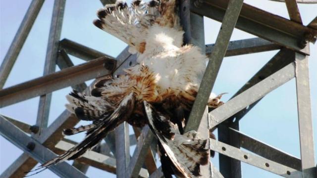 El cadáver de un ave que impactó contra un tendido eléctrico