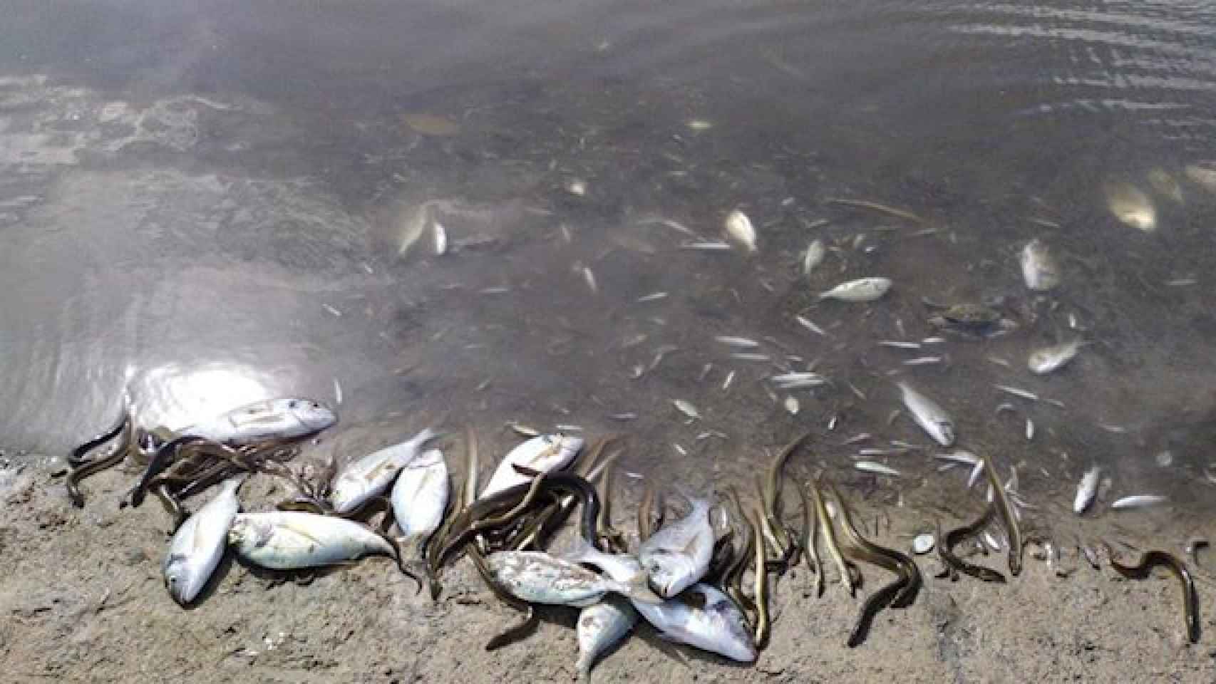 Imagen de los peces muertos en una de las playas.