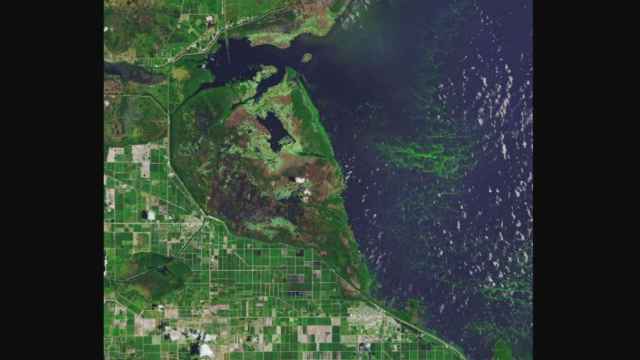 Imagen de la floración de algas tóxicas en el lago Okeechobee de Florida.