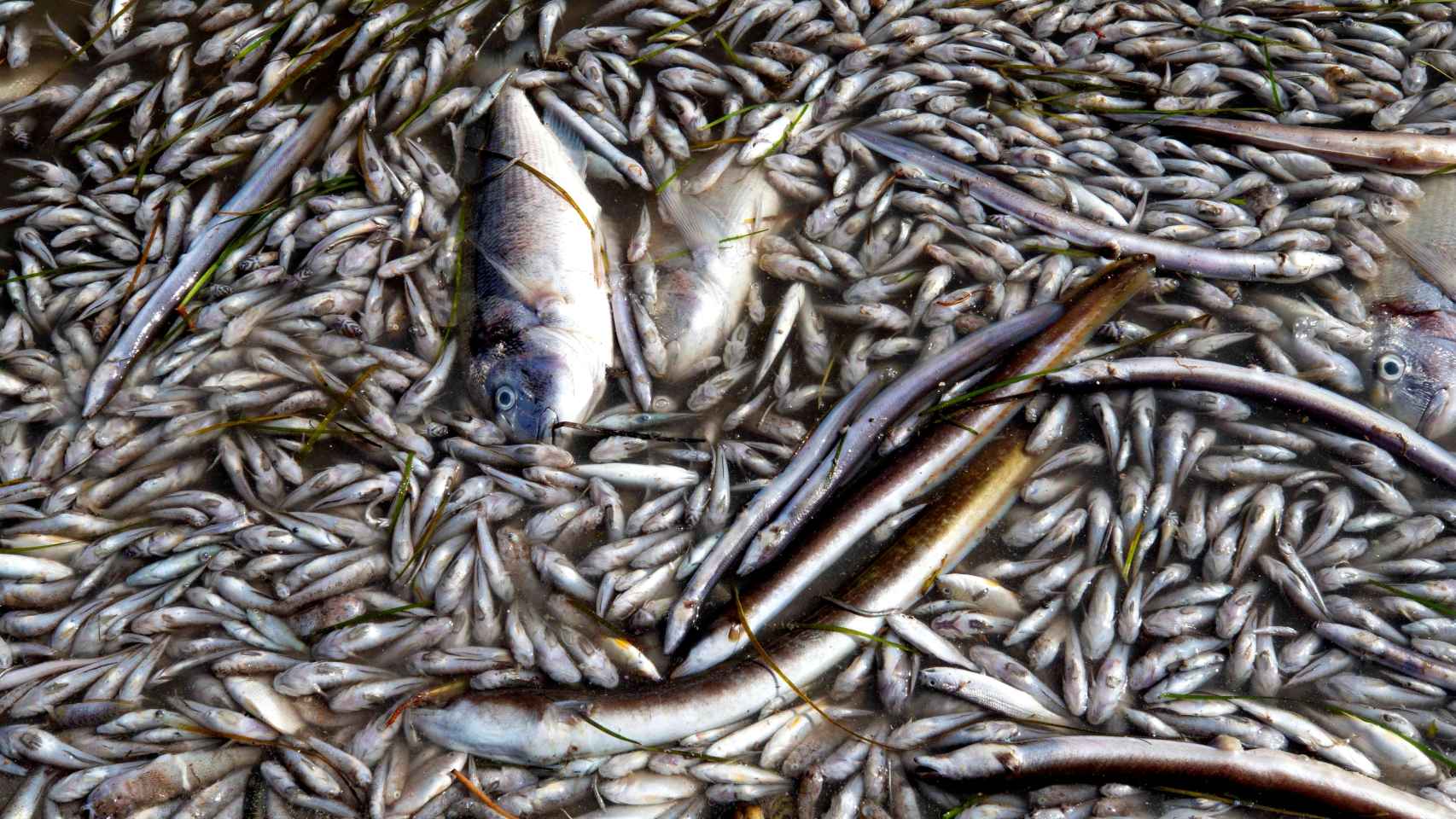 Miles de peces muertos en playas del Mar Menor.
