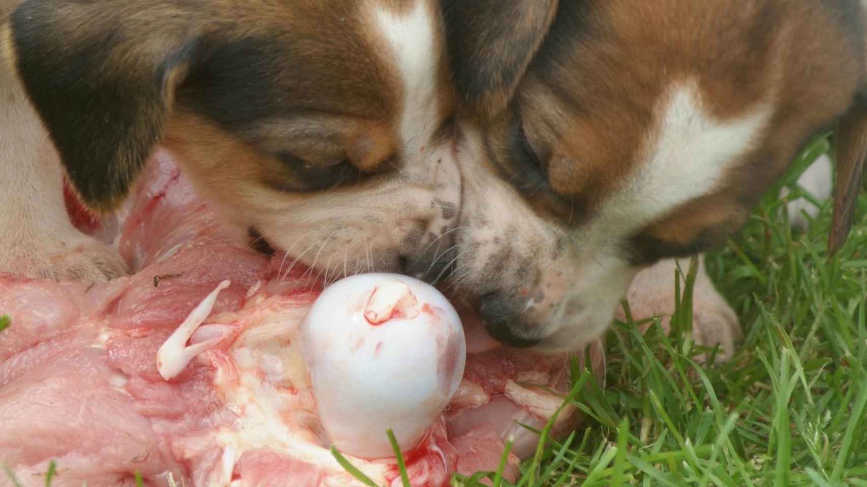 Cachorros de perros de caza alimentados con carne cruda.
