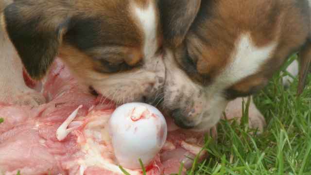 Cachorros de perros de caza alimentados con carne cruda.