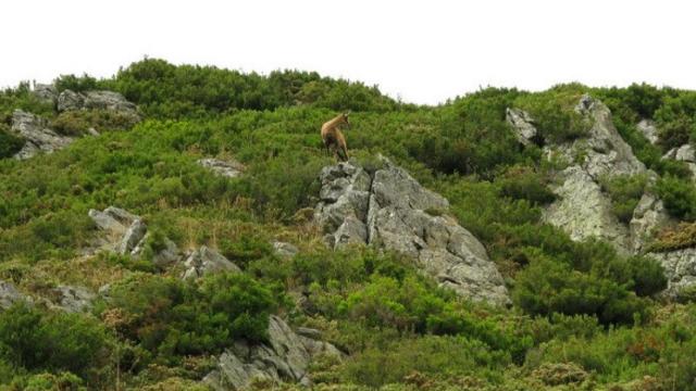 reserva regional de caza de los ancares