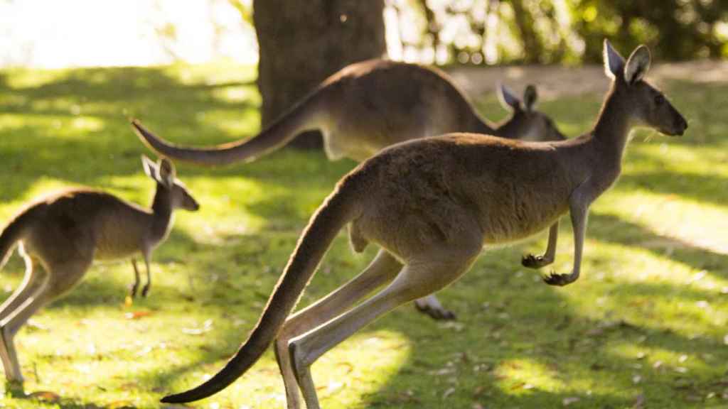 El animal más clásico de Australia: el canguro.