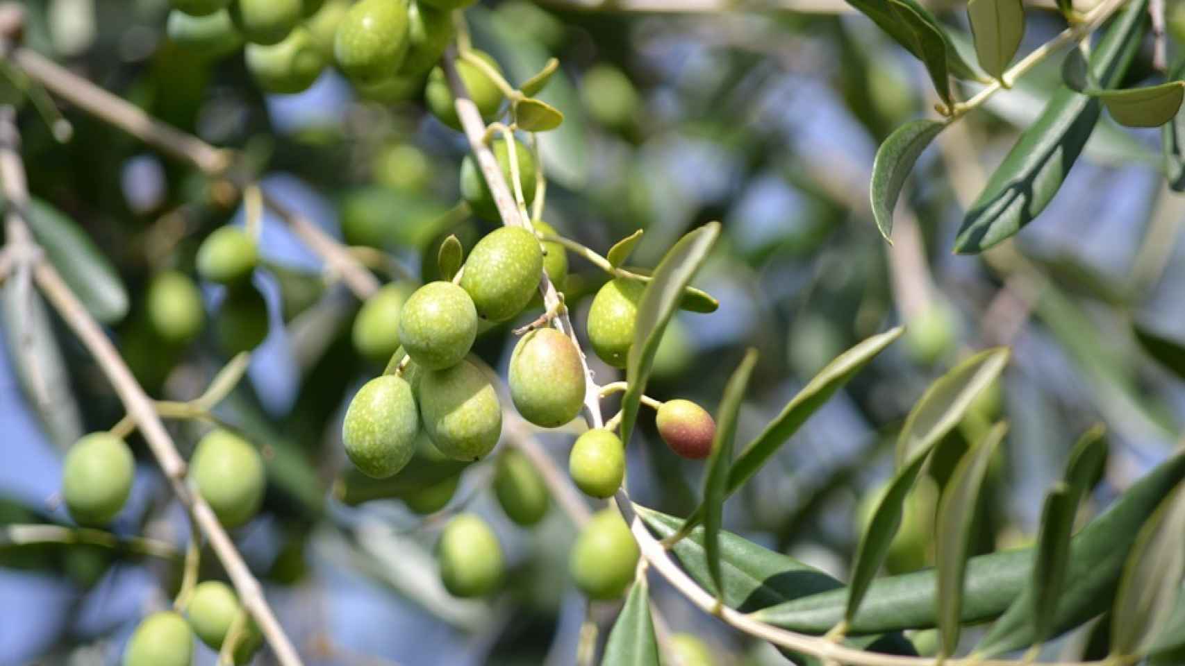 Aceitunas en una rama de olivo.